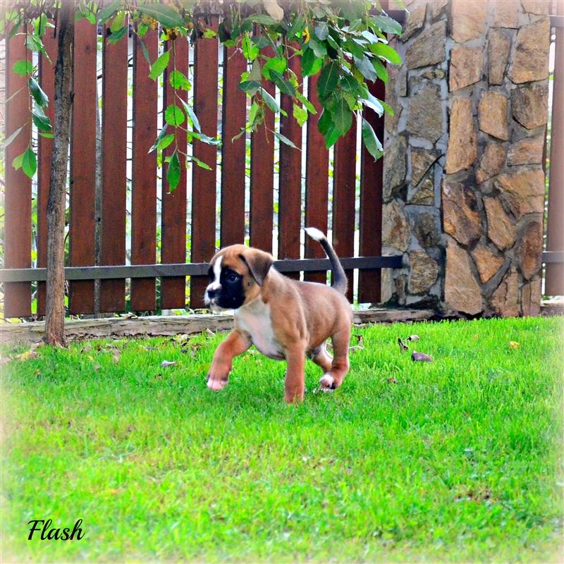 6 weeks
